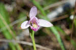 Rose pogonia <BR>Snakemouth orchid